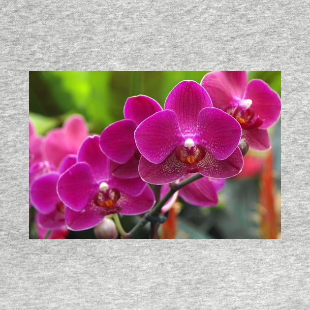 Phalaenopsis 'Red Jewel' (B535/1275) by SciencePhoto